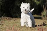 WESTIE 245